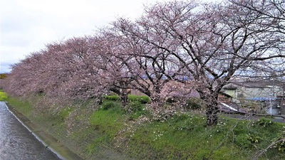 龍巌淵の桜［令和2年(2020年)3月29日］