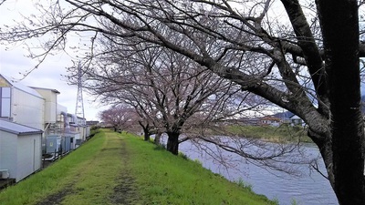 龍巌淵の桜［令和2年(2020年)3月29日］