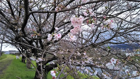 龍巌淵の桜［令和2年(2020年)3月29日］