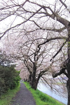 龍巌淵の桜［令和2年(2020年)3月29日］