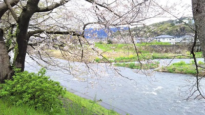 龍巌淵の桜［令和2年(2020年)3月29日］