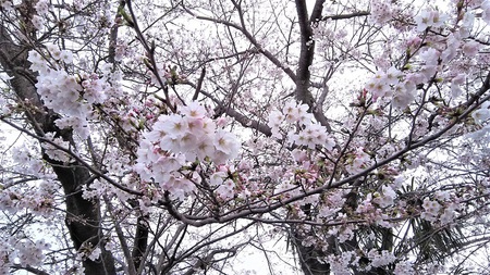 龍巌淵の桜［令和2年(2020年)3月29日］