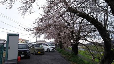 龍巌淵の桜［令和2年(2020年)3月29日］