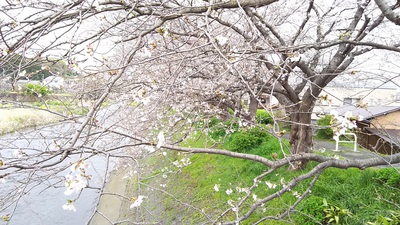龍巌淵の桜［令和2年(2020年)3月30日］