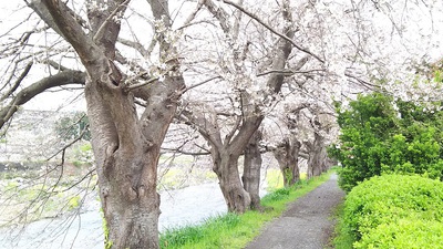 龍巌淵の桜［令和2年(2020年)3月30日］