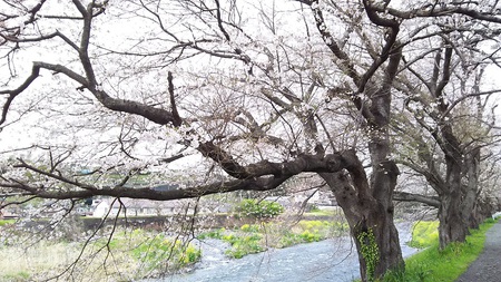 龍巌淵の桜［令和2年(2020年)3月30日］
