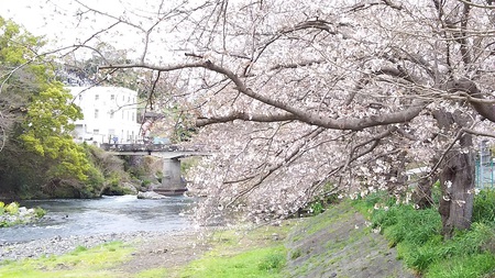 龍巌淵の桜［令和2年(2020年)3月30日］