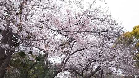 龍巌淵の桜［令和2年(2020年)3月30日］