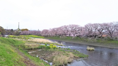 龍巌淵の桜［令和2年(2020年)3月31日］