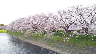 龍巌淵の桜［令和2年(2020年)3月31日］