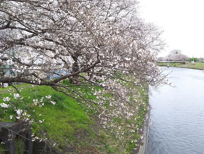 龍巌淵の桜［令和2年(2020年)3月31日］