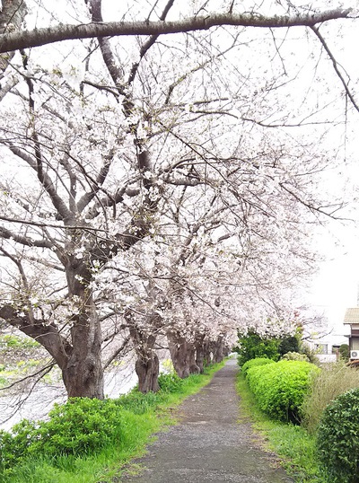 龍巌淵の桜［令和2年(2020年)3月31日］