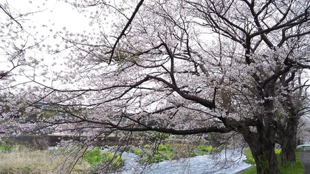 龍巌淵の桜［令和2年(2020年)3月31日］