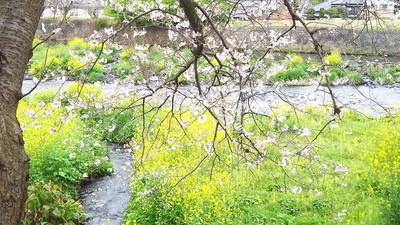 龍巌淵の桜［令和2年(2020年)3月31日］