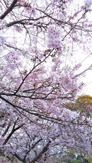 龍巌淵の桜［令和2年(2020年)3月31日］