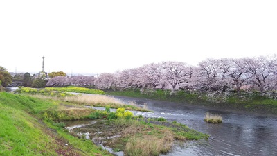 龍巌淵の桜［令和2年(2020年)4月1日］