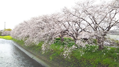 龍巌淵の桜［令和2年(2020年)4月1日］