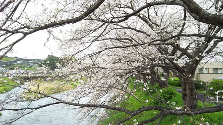 龍巌淵の桜［令和2年(2020年)4月1日］