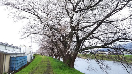 龍巌淵の桜［令和2年(2020年)4月1日］
