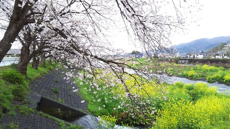 龍巌淵の桜［令和2年(2020年)4月1日］