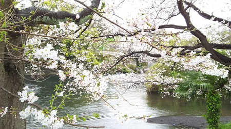 龍巌淵の桜［令和2年(2020年)4月1日］