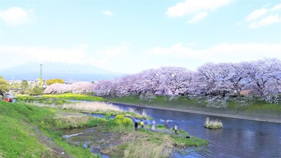 龍巌淵の桜［令和2年(2020年)4月2日］