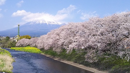 龍巌淵の桜［令和2年(2020年)4月2日］