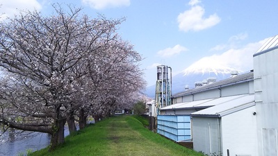 龍巌淵の桜［令和2年(2020年)4月2日］