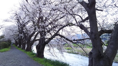 龍巌淵の桜［令和2年(2020年)4月2日］