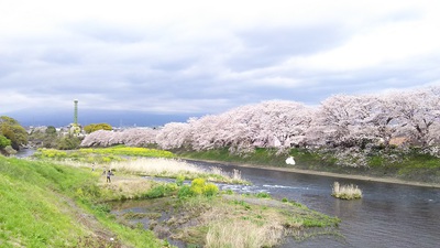 龍巌淵の桜［令和2年(2020年)4月3日］