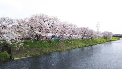 龍巌淵の桜［令和2年(2020年)4月3日］