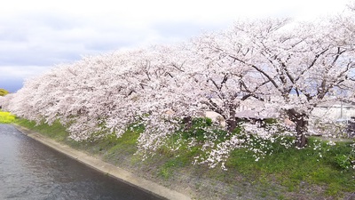 龍巌淵の桜［令和2年(2020年)4月3日］