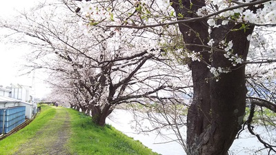 龍巌淵の桜［令和2年(2020年)4月3日］