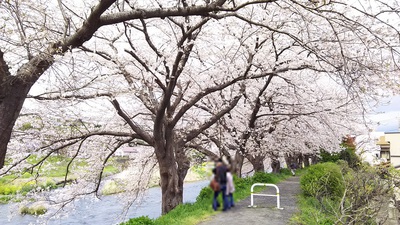 龍巌淵の桜［令和2年(2020年)4月3日］