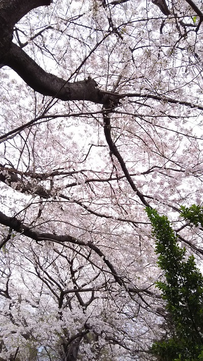 龍巌淵の桜［令和2年(2020年)4月3日］