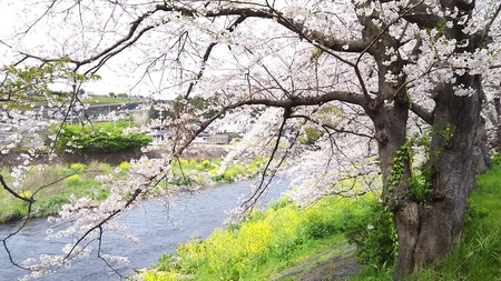 龍巌淵の桜［令和2年(2020年)4月3日］
