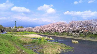 龍巌淵の桜［令和2年(2020年)4月4日］