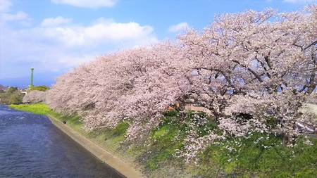 龍巌淵の桜［令和2年(2020年)4月4日］