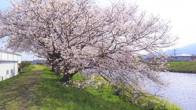 龍巌淵の桜［令和2年(2020年)4月4日］