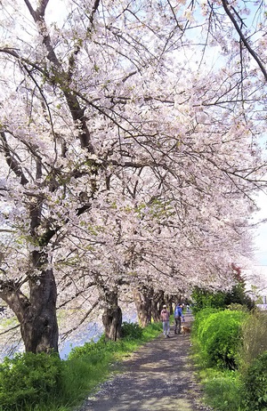龍巌淵の桜［令和2年(2020年)4月4日］