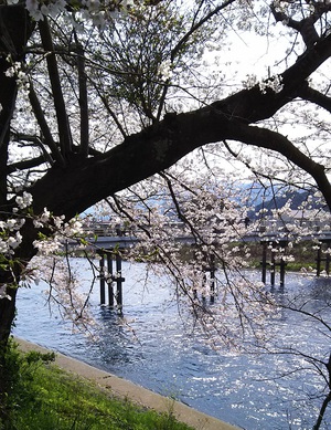 龍巌淵の桜［令和2年(2020年)4月4日］