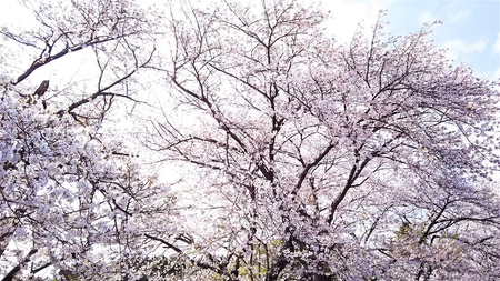 龍巌淵の桜［令和2年(2020年)4月4日］