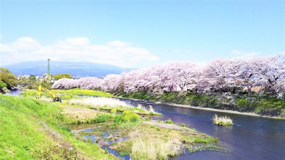 龍巌淵の桜［令和2年(2020年)4月6日］