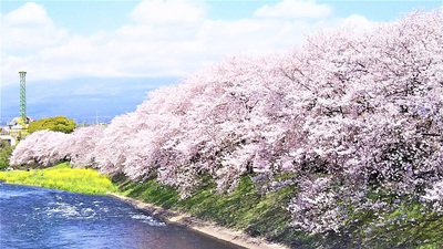 龍巌淵の桜［令和2年(2020年)4月6日］