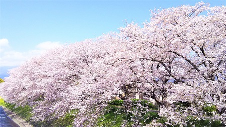龍巌淵の桜［令和2年(2020年)4月6日］