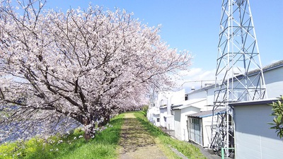 龍巌淵の桜［令和2年(2020年)4月6日］