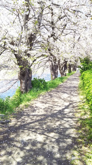 龍巌淵の桜［令和2年(2020年)4月6日］