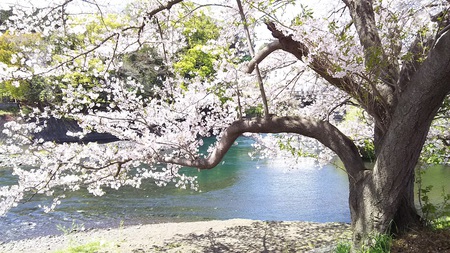 龍巌淵の桜［令和2年(2020年)4月6日］