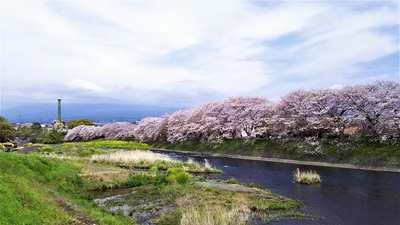 龍巌淵の桜［令和2年(2020年)4月7日］