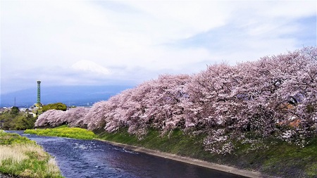 龍巌淵の桜［令和2年(2020年)4月7日］